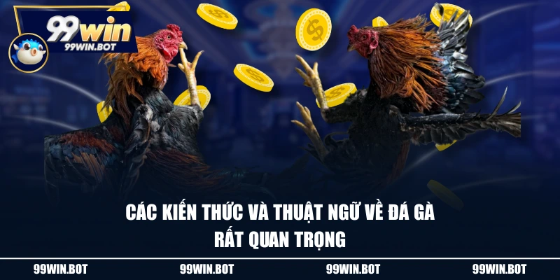Thuật Ngữ Đá Gà Hiểu Thế Nào? Tổng Hợp Thông Tin Hữu Ích 1 Các kiến thức và thuật ngữ về đá gà rất quan trọng
