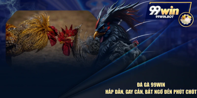 Đá Gà 99WIN - Hấp Dẫn, Gay Cấn, Bất Ngờ Đến Phút Chót