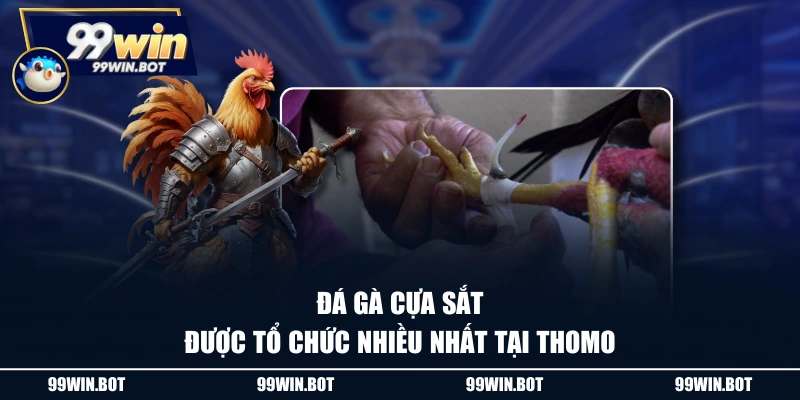 Đá Gà Cựa Sắt - Tổng Hợp Các Tin Tức Hay Trong Ngày 1 Đá gà cựa sắt được tổ chức nhiều nhất tại Thomo