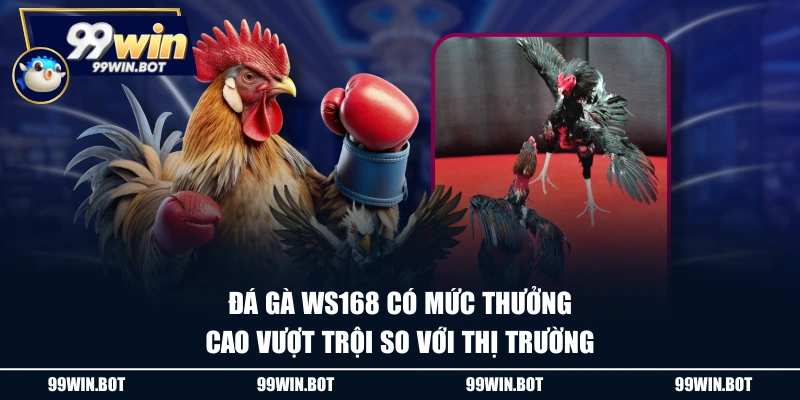 Review Sảnh Đá Gà WS168 Tại Nhà Cái Trực Tuyến 99WIN 2 Đá gà WS168 có mức thưởng cao vượt trội so với thị trường